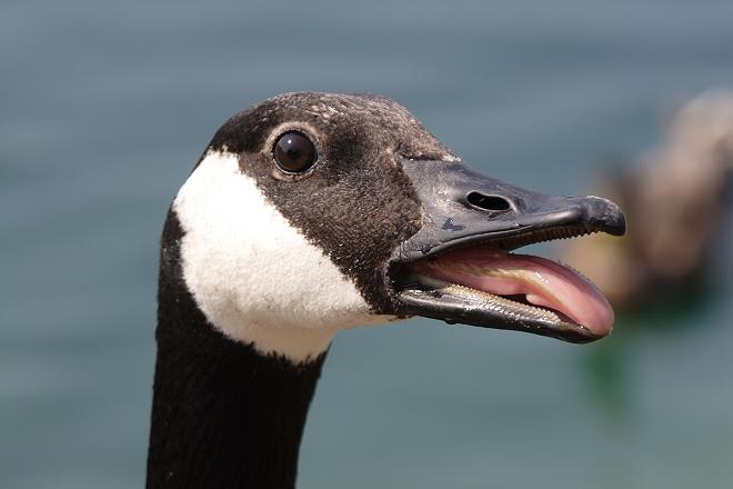 geese teeth